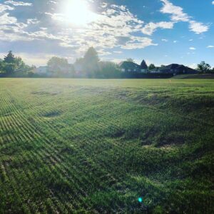 Freshly seeded grass field for optimal lawn care